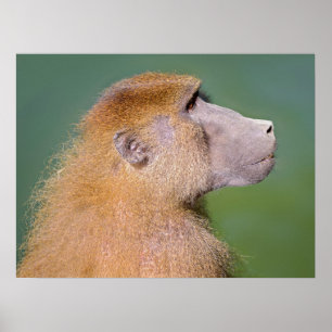 Portrait of baboon poster