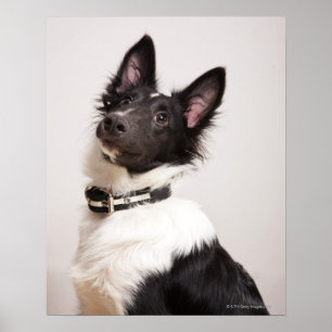 Portrait of black and white shetland sheepdog poster