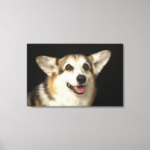Portrait of black, brown and white Corgi Canvas Print