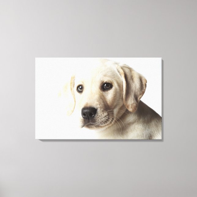 Portrait of blonde Labrador Retriever Puppy Canvas Print (Front)