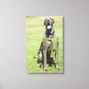 Portrait of Blue Great Dane Canvas Print
