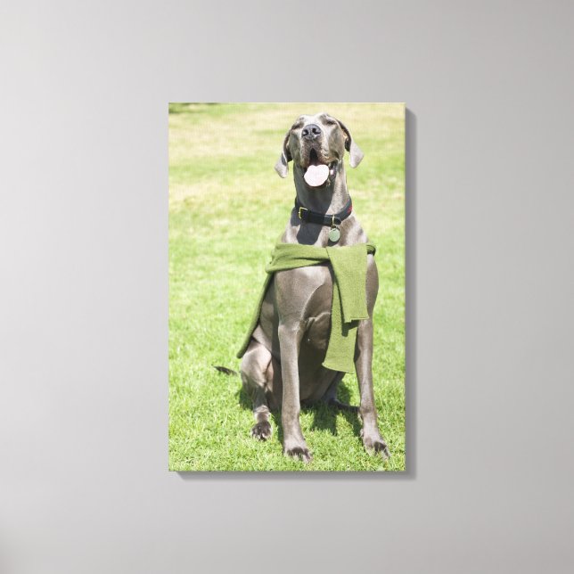 Portrait of Blue Great Dane Canvas Print (Front)