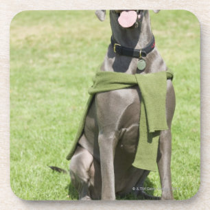 Portrait of Blue Great Dane Coaster