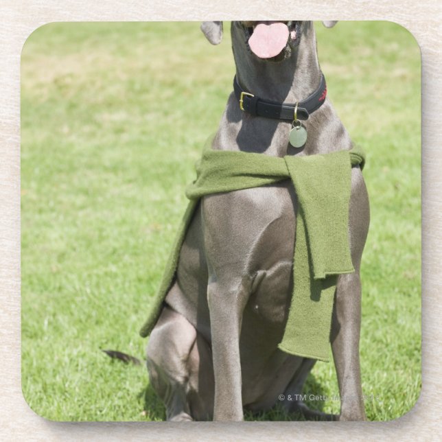 Portrait of Blue Great Dane Coaster (Front)