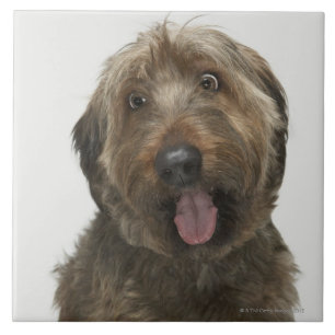 Portrait of Briard dog Tile
