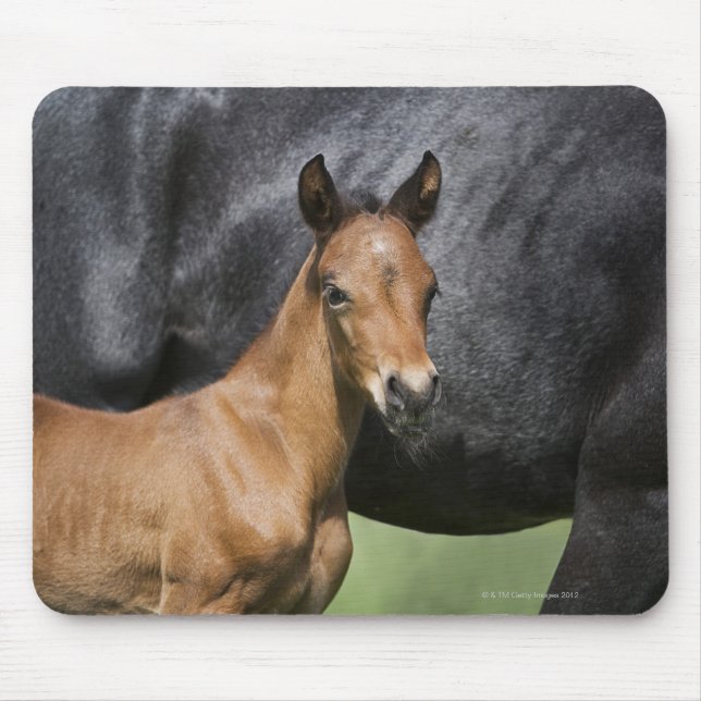 portrait of brown foal mouse pad (Front)