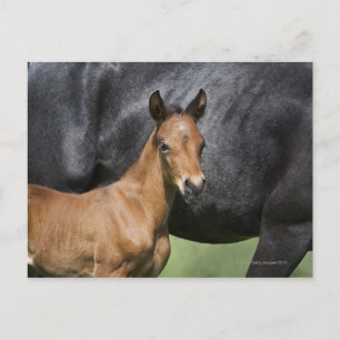 portrait of brown foal postcard