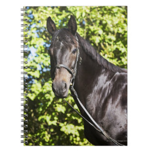 portrait of brown horse 2 notebook