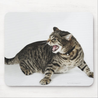 Portrait of cat hissing mouse pad