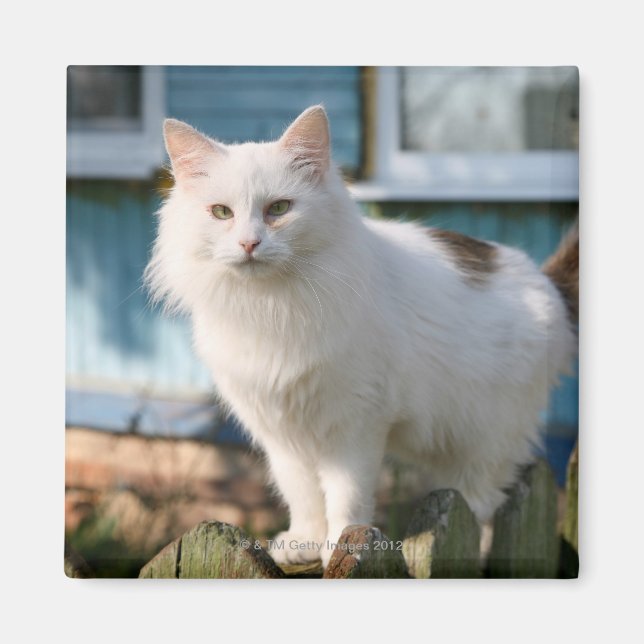Portrait of cat on fence magnet (Front)