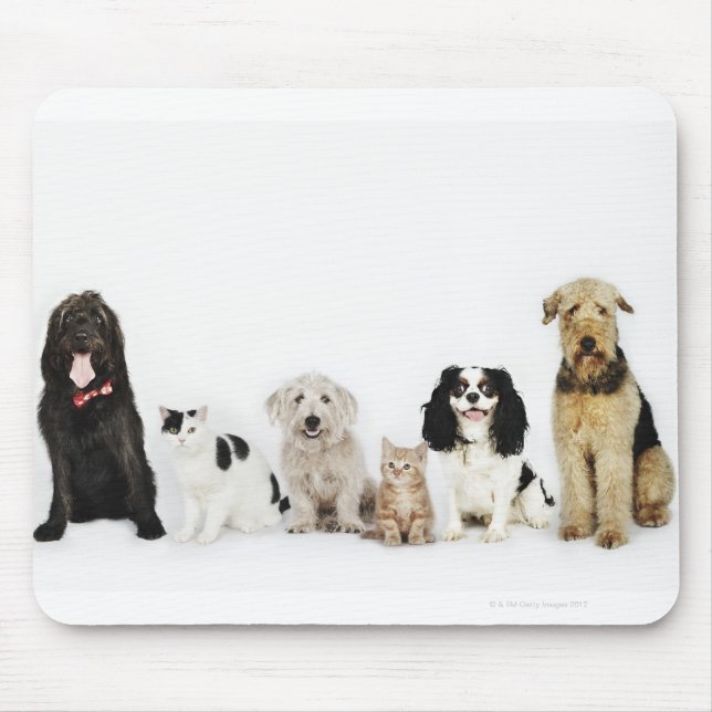 Portrait of cats and dogs sitting together mouse pad (Front)
