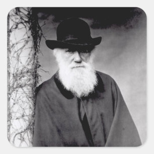 Portrait of Charles Darwin  1881 Square Sticker