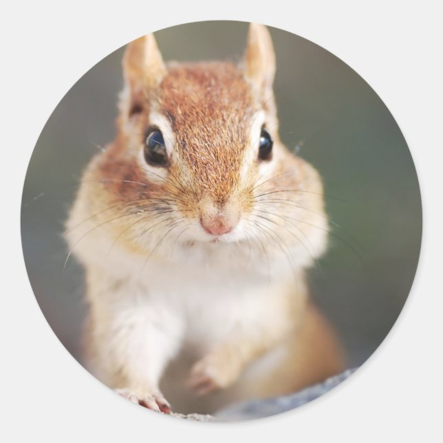 portrait of chipmunk with full cheeks classic round sticker (Front)