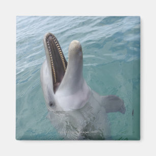 Portrait of Common Bottlenose Dolphin, Caribbean Magnet