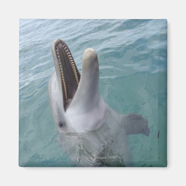 Portrait of Common Bottlenose Dolphin, Caribbean Magnet (Front)