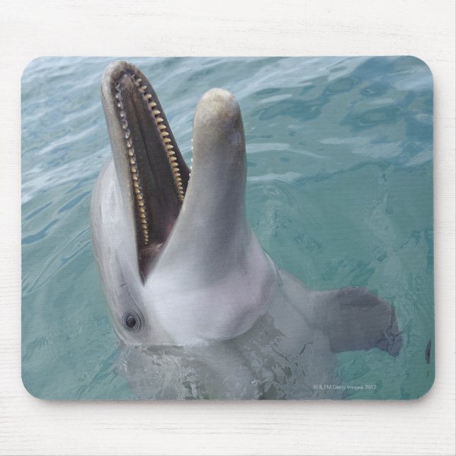 Portrait of Common Bottlenose Dolphin, Caribbean Mouse Pad (Front)