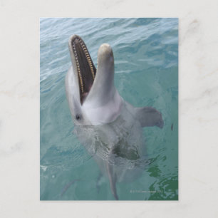 Portrait of Common Bottlenose Dolphin, Caribbean Postcard