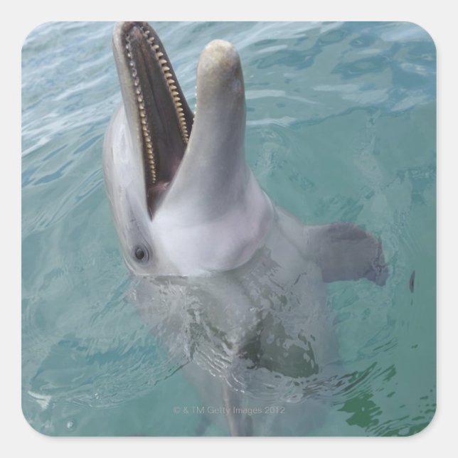 Portrait of Common Bottlenose Dolphin, Caribbean Square Sticker (Front)