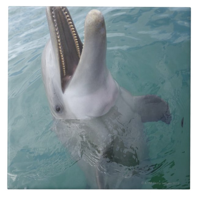 Portrait of Common Bottlenose Dolphin, Caribbean Tile (Front)