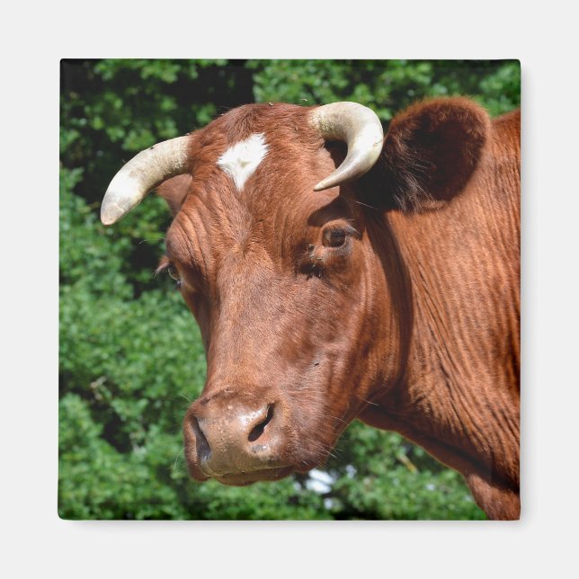 Portrait of cow in France Magnet (Front)