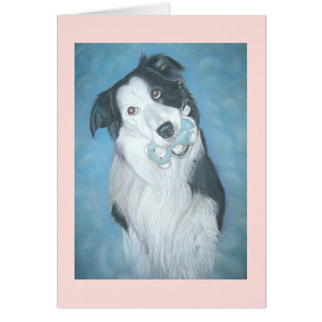 portrait of cute border collie dog with teddy (Front)