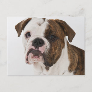 Portrait of cute bulldog pup postcard