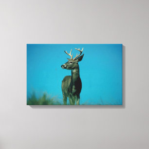 Portrait of deer canvas print