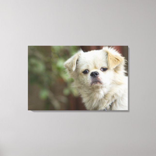 Portrait of Dog 5 Canvas Print (Front)