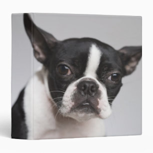 Portrait of dog binder