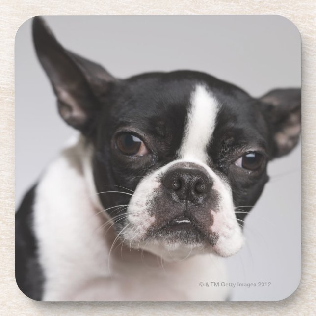 Portrait of dog coaster (Front)