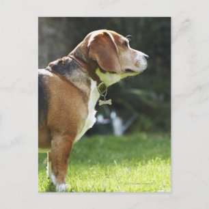 Portrait of Dog Postcard
