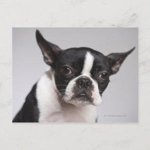 Portrait of dog postcard