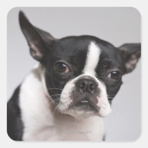 Portrait of dog square sticker