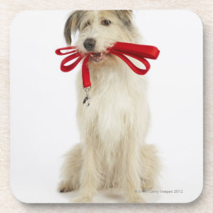 Portrait of Dog with Leash Coaster