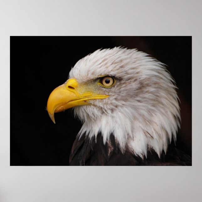 Portrait of eagle poster (Front)