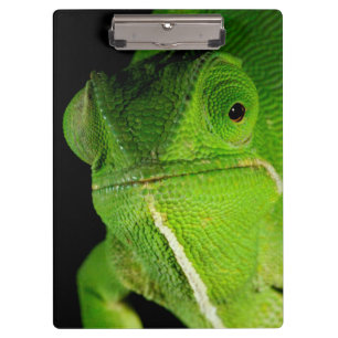 Portrait Of Flap-Necked Chameleon Clipboard