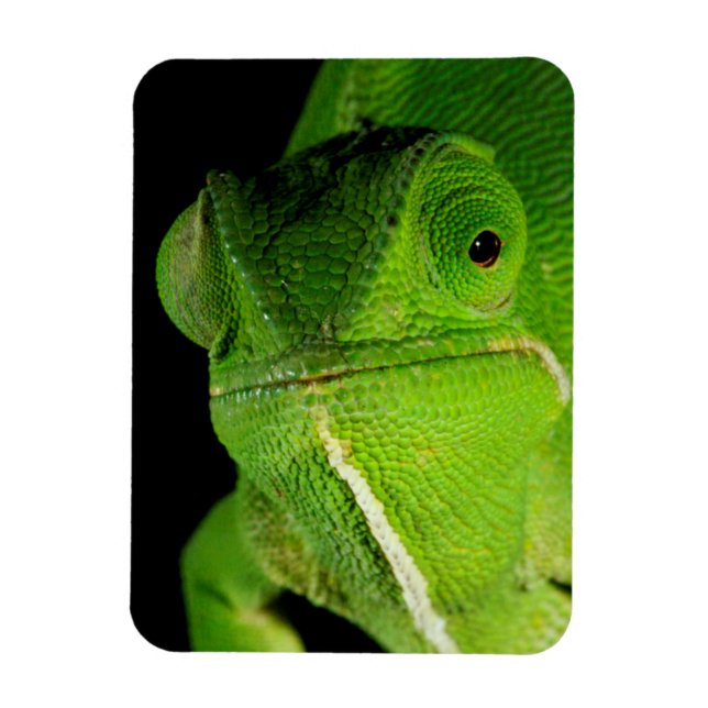 Portrait Of Flap-Necked Chameleon Magnet (Vertical)