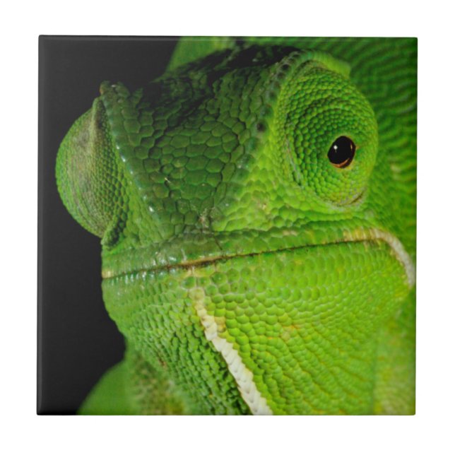 Portrait Of Flap-Necked Chameleon Tile (Front)