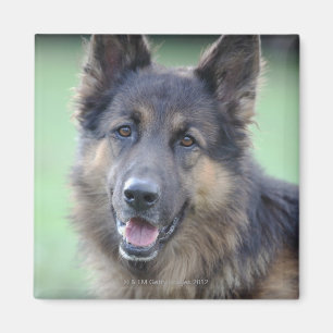 Portrait of German Sheppard Magnet