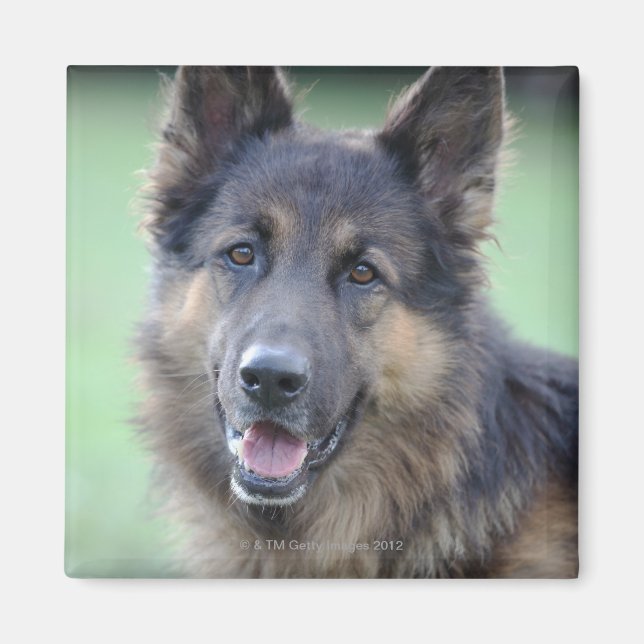 Portrait of German Sheppard Magnet (Front)
