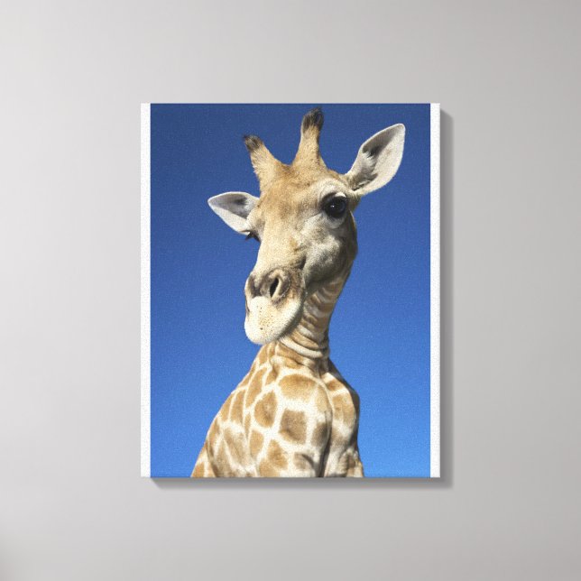 Portrait of Giraffe (Giraffa Camelopardalis) Canvas Print (Front)