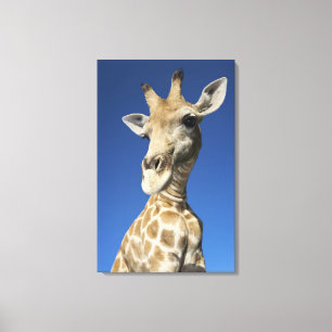 Portrait of Giraffe (Giraffa Camelopardalis) Canvas Print