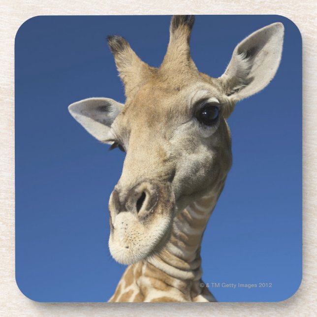 Portrait of Giraffe (Giraffa Camelopardalis) Coaster (Front)