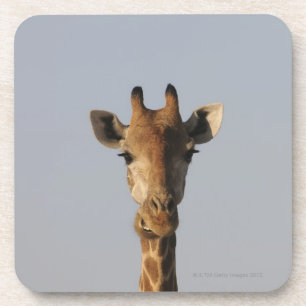 Portrait of Giraffe (Giraffa camelopardalis) Coaster