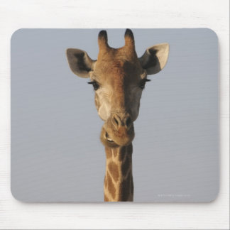 Portrait of Giraffe (Giraffa camelopardalis), Mouse Pad