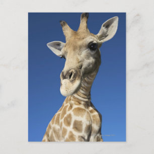 Portrait of Giraffe (Giraffa Camelopardalis) Postcard