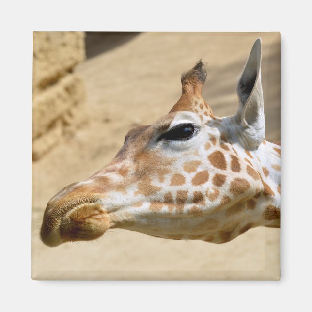 Portrait of giraffe magnet (Front)
