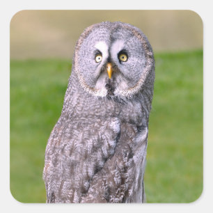 Portrait of great grey owl postcard square sticker