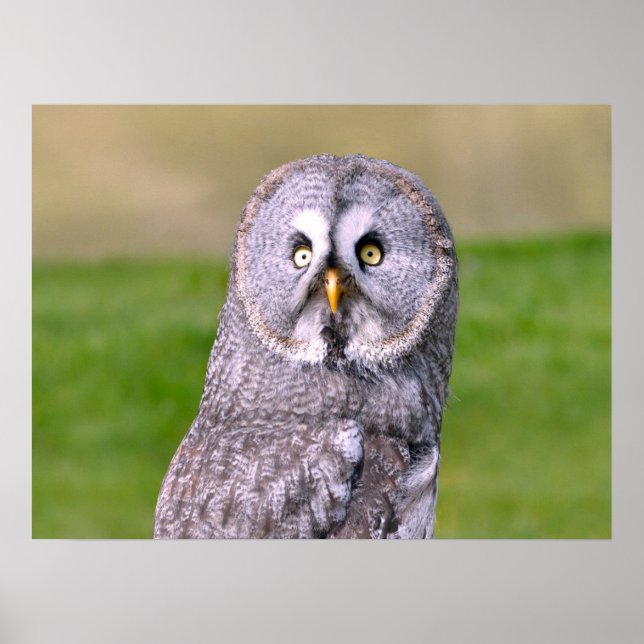 Portrait of great grey owl postcard square sticker poster (Front)