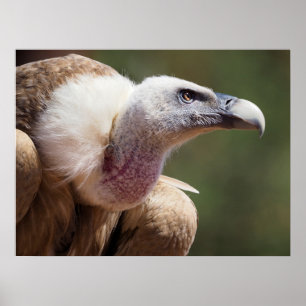 Portrait of griffon vulture  poster